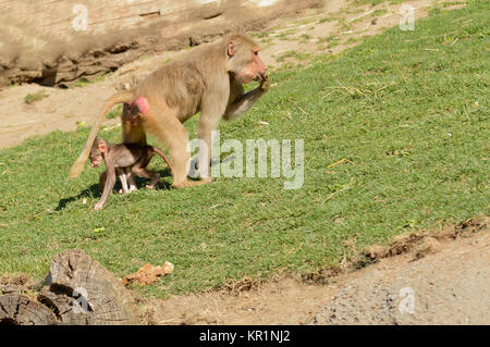 Female Olive Baboon with her young feeding Stock Photo