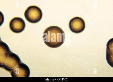 Photomicrograph of Neisseria gonorrhoeae colonies growing on GC base media with IsoVitalex after 24 hours, 1972. N. gonorrhoeae, a gram-negative diplococcus, is the causative agent for Gonorrhea. These bacteria can infect the genital tract, the mouth, and the rectum. Image courtesy CDC/W. Jerry Brown. Stock Photo