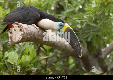 Toucan (Ramphastos Toco) sitting on tree branch in tropical forest or jungle. Stock Photo
