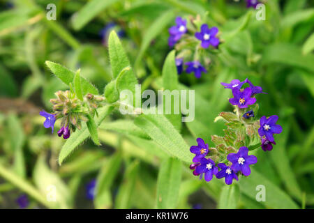 Gemeine Ochsenzunge (Anchusa officinalis), Wesel, Nordrhein-Westfalen, Deutschland Stock Photo