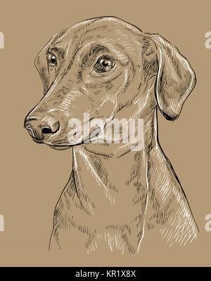 German Pinscher vector hand drawing black and white illustration isolated on beige background Stock Vector