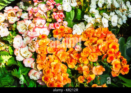 Colorful flowers with green leaf Stock Photo