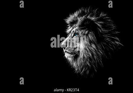 lion in black and white with blue eyes Stock Photo