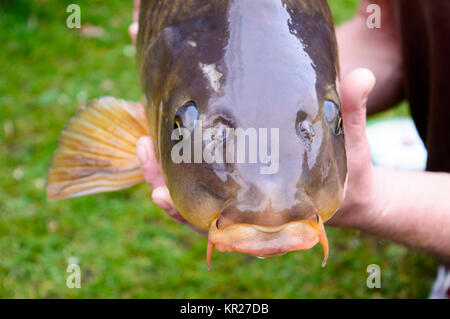 Carp fish head closeup Stock Photo
