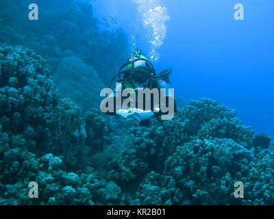 Diver, Saint Johns reef, the Red Sea, Egypt, Taucher, St ...