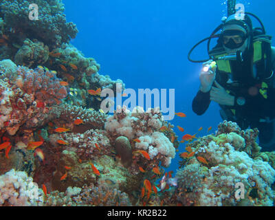 Diver, coral reef, Saint Johns reef, the Red Sea, Egypt, Taucher, Korallenriff, St. Johns Riff, Rotes Meer, Aegypten Stock Photo