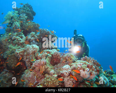 Diver, coral reef, Saint Johns reef, the Red Sea, Egypt, Taucher, Korallenriff, St. Johns Riff, Rotes Meer, Aegypten Stock Photo
