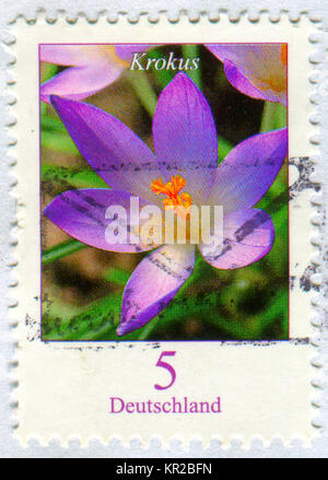 GOMEL, BELARUS, 15 DECEMBER 2017, Stamp printed in Germany shows image of the Krokus, circa 2017. Stock Photo