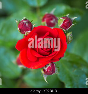 Red roses on a bush in the garden, top view. Stock Photo