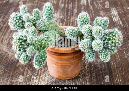 Cactus on scratched wooden background Stock Photo