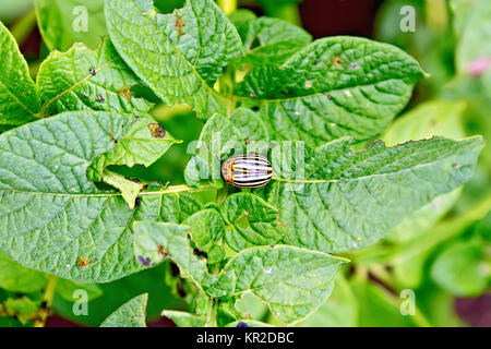 Colorado beetle on potato leaves Stock Photo