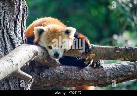 Endangered Red Panda in a Tree Stock Photo