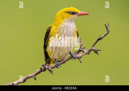 Eurasian Golden Oriole (Oriolus oriolus), female sitting on branch, Bács-Kiskun, Hungary Stock Photo