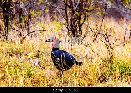 Southern Ground Hornbill in Kruger National Park in South Africa Stock Photo