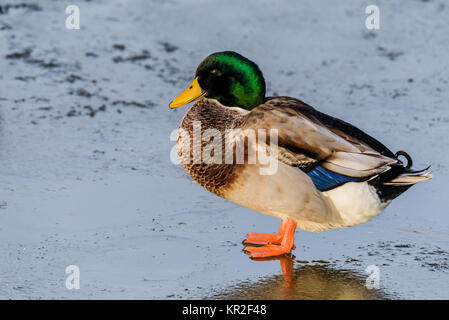 A male common mallard is standing in the sunshine on a frozen lake during winter.