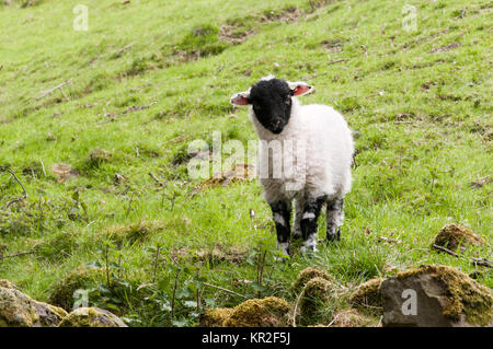 A portrait of a little scottish blackface lamb standing in a field behind a dry stone wall in the English Lake District. The young animal is curious a Stock Photo