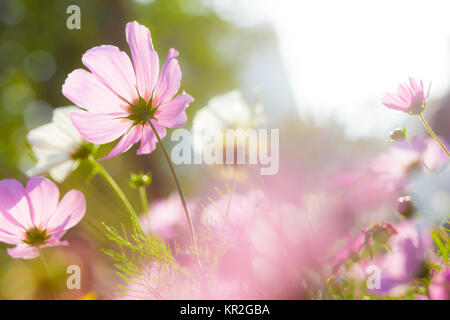 Cosmos Flower with sun flare Stock Photo