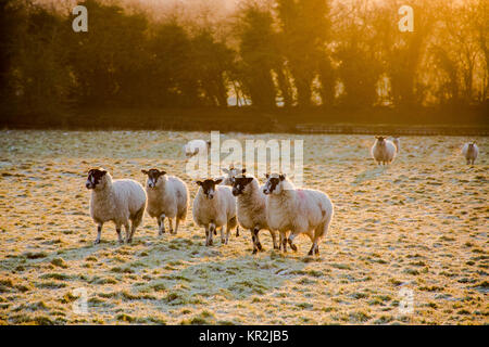 a flock of sheep on early on a winter morning Stock Photo