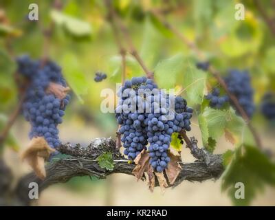 red grapes on the vine in tuscany Stock Photo