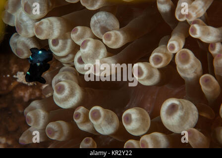 Bubble Anemone, Entacmaea quadricolor, Actinodendriadae, Sharm El-Sheik, Red Sea, Egypt Stock Photo