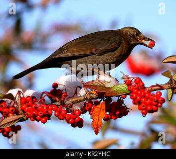 Thrush Berry Bonanza Stock Photo