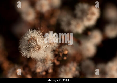 abstract background flowers Stock Photo