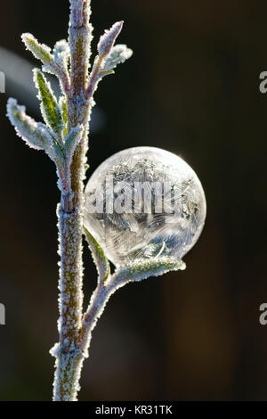 Close up of a frozen soap bubble with icy crystalline patterns on a sage herb plant in winter, Germany. Stock Photo