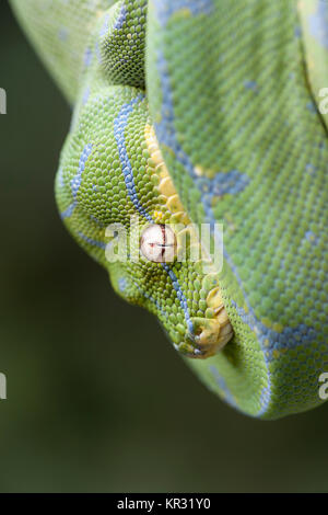 Green Tree Python (Morelia viridis) Hanging on branch waiting for prey. Stock Photo