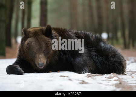 European Brown Bear  ( Ursus arctos ), young adolescent, lying on the ground, playing with a little bit of snow, looks funny, Europe. Stock Photo