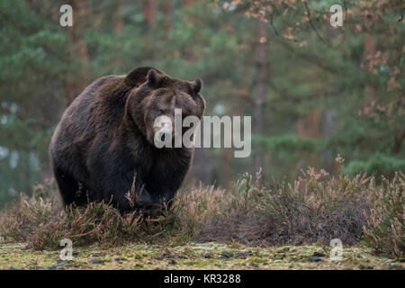 Brown Bear ( Ursus arctos ), strong and powerful adult, walking, running over a clearing in boreal woods, comes near, frontal side shot, Europe. Stock Photo