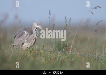 Grey Heron ( Ardea cinerea ) slowly moving through a meadow, searching for food, in typical natural surrounding, soft light, wildlife, Europe. Stock Photo