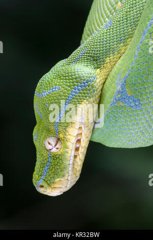 Green Tree Python (Morelia viridis) Hanging on branch waiting for prey. Stock Photo
