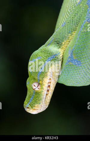 Green Tree Python (Morelia viridis) Hanging on branch waiting for prey. Stock Photo