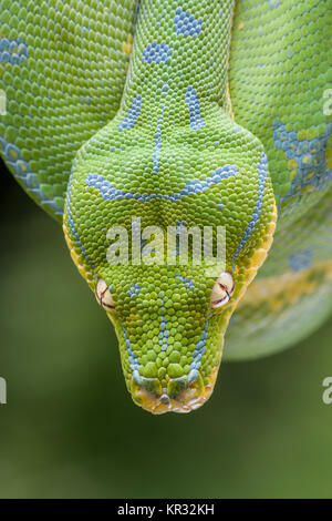 Green Tree Python (Morelia viridis) Hanging on branch waiting for prey. Stock Photo