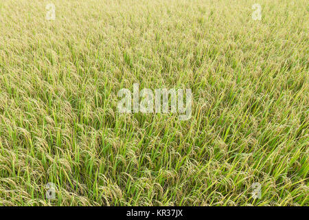 Close up top view rice fields Stock Photo