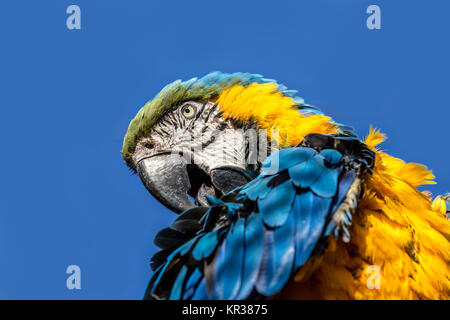 Macaw sitting perched on a bench of a tree Stock Photo