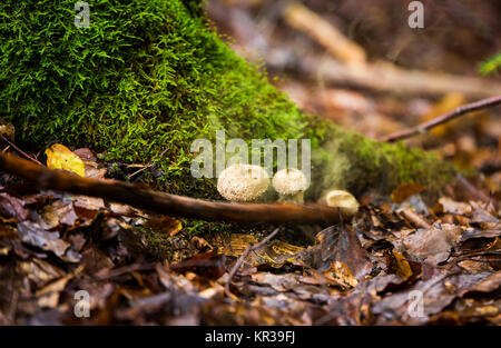Wild mushrooms Bovista plumbea in autumn forest Stock Photo