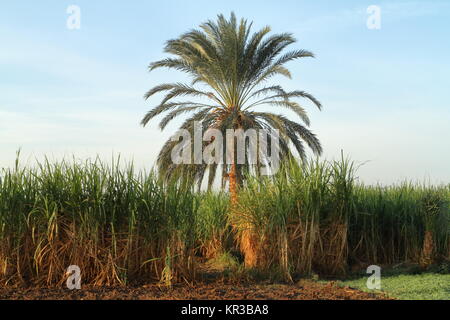 sugarcane plantations in egypt Stock Photo