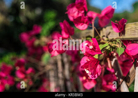 Closeup of bouganville flowers in a garden Stock Photo