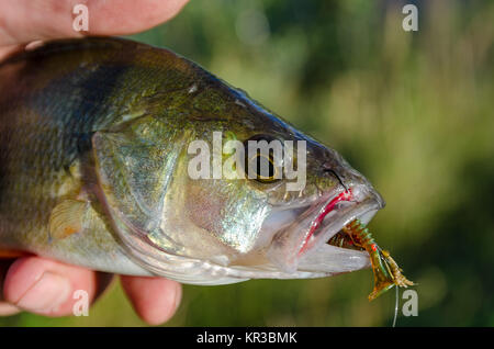 Fish perch on the hook Stock Photo