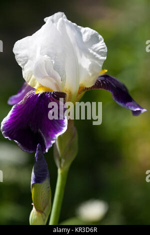 iris flower closeup with white and violet petals on blurry green background Stock Photo