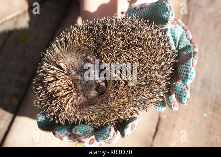 hedgehog closeup rolled up in human palms closeup on wooden floor background Stock Photo