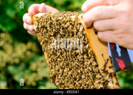 Honey bees and larvae on a frame in a bee hive Stock Photo: 25012028