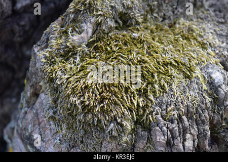 Close-up of a grey rock and a carpet of moss, creating a pattern of ...