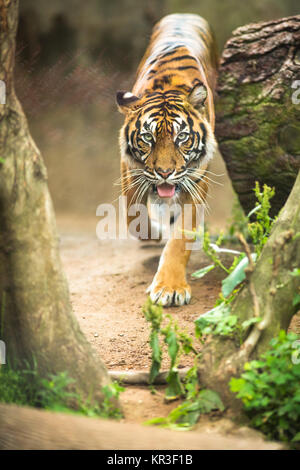 Closeup of a Siberian tiger also know as Amur tiger (Panthera tigris altaica),the largest living cat Stock Photo