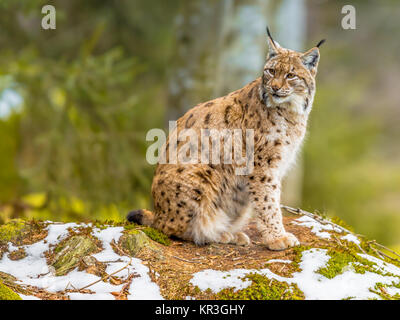 The medium sized Eurasian lynx (Lynx lynx) is native to Siberia, Central, East, and Southern Asia, North, Central and Eastern Europe. Resting in winte Stock Photo