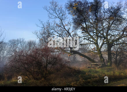 the fog is lifting from bank im wald Stock Photo