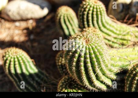 Cactus plants ( Mamillaria Cactaceae) in the garden under the sun Stock Photo
