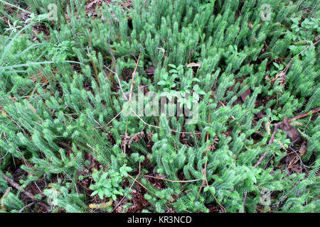 brushwood of Hypnum cupressiforme in the forest Stock Photo