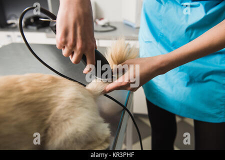 Little dog getting haircut. Female groomer trimming dog's tail. Stock Photo